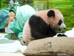 Dari Pink ke Gemoy, Perkembangan Terbaru Bayi Panda Rio di Taman Safari
