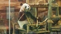 Rio, Anak Giant Panda Pertama yang Lahir di Indonesia, Akhirnya Bisa Disaksikan Publik