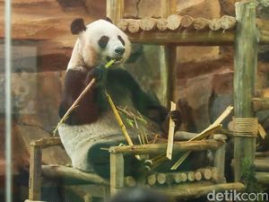 Rio, Anak Giant Panda Pertama yang Lahir di Indonesia, Akhirnya Bisa Disaksikan Publik