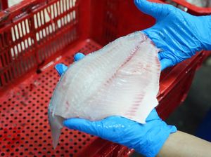 Tembus Pasar Perikanan Eropa, Ikan Nila Jadi Andalan Baru Indonesia