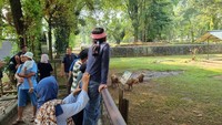 'Masbro' Kapibara di Ragunan Masih Jadi Primadona
