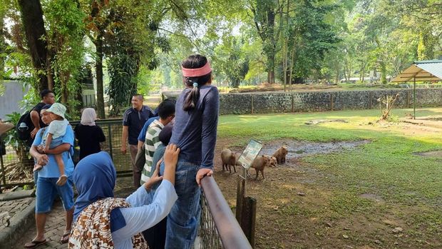 Pengunjung memandang Kapibara di Taman Margasatwa Ragunan, Jakarta.
