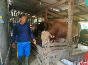 Kagetnya Peternak Gedangsari Sapinya 1 Ton Dibeli Prabowo untuk Kurban