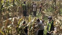 Dukung Ketahanan Pangan, Polres Bojonegoro Sambangi Lahan Jagung