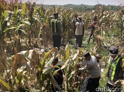 Dukung Ketahanan Pangan, Polres Bojonegoro Sambangi Lahan Jagung