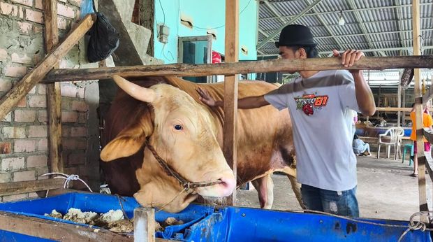 Sapi Arjuna milik warga Palembang jadi hewan kurban Presiden Prabowo