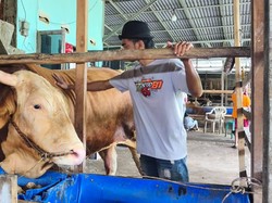 Arjuna, Sapi Berbobot 1,18 Ton yang Jadi Hewan Kurban Prabowo di Palembang