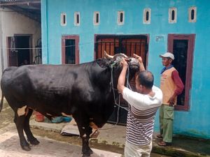 Melihat Angus, Sapi Berbobot 917 Kg yang Jadi Hewan Kurban Prabowo di Mura