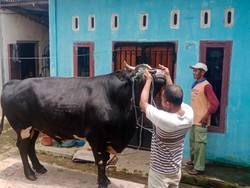 Melihat Angus, Sapi Berbobot 917 Kg yang Jadi Hewan Kurban Prabowo di Mura