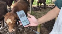 Tak Lagi Ribet, Penjual Hewan Kurban di Sukabumi Pakai Teknologi AI