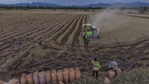 Banjir Rendam Sawah, Puluhan Hektare Gagal Panen