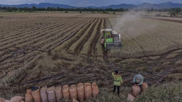 Banjir Rendam Sawah, Puluhan Hektare Gagal Panen