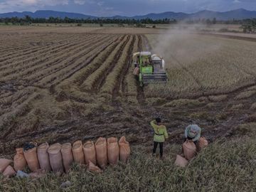 Banjir Rendam Sawah, Puluhan Hektare Gagal Panen