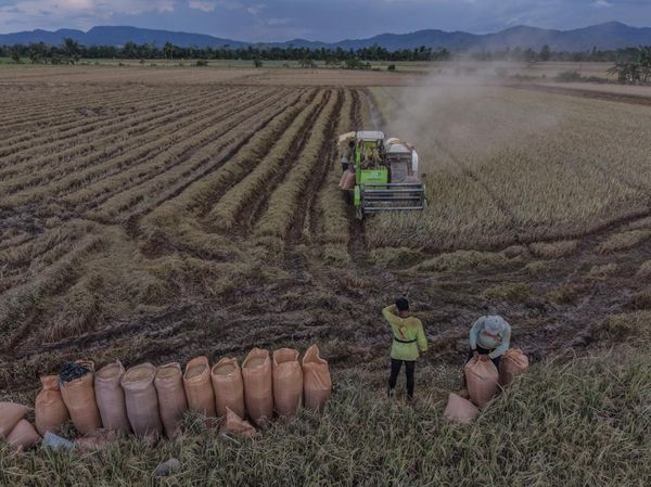 Banjir Rendam Sawah, Puluhan Hektare Gagal Panen