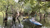 Bertualang Menyusuri Hutan Mangrove dengan Kano di Pantai Cacalan