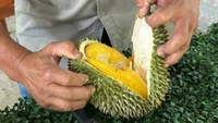 Musim Durian Bikin Kalap, Ini Batas Aman Konsumsinya!
