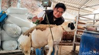 Permintaan Domba untuk Kurban di Trenggalek Meningkat karena Lebih Murah