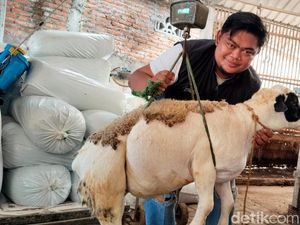 Permintaan Domba untuk Kurban di Trenggalek Meningkat karena Lebih Murah