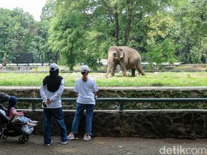 Bocah Terjatuh ke Kandang Gajah Ragunan