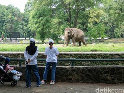 Bocah Terjatuh ke Kandang Gajah Ragunan