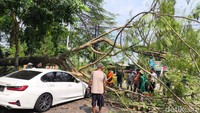 Mobil Putih di Caracas Kuningan Ringsek Tertimpa Pohon Tua
