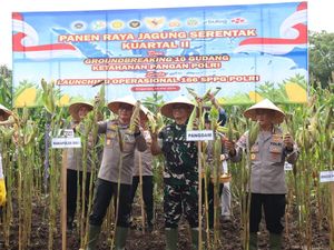 Polres Gianyar Panen Jagung, Dukung Ketahanan Pangan dan Program MBG