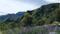 Cantiknya Mountana Garden, Wisata Taman Bunga Berlatar Bukit Hijau di Sembalun