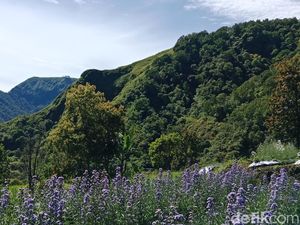 Cantiknya Mountana Garden, Wisata Taman Bunga Berlatar Bukit Hijau di Sembalun