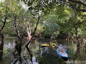 Serunya Susur Mangrove Naik Kano di Pantai Cacalan Banyuwangi