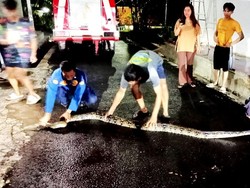 Mencekam! Ular Sanca Raksasa Masuk Permukiman Warga Ciamis
