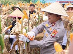 Dukung Ketahanan Pangan, Polda Metro Jaya Panen 3 Ton Jagung di Cisauk