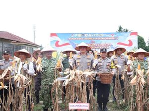 Polda Riau Panen 117,3 Ton Jagung, Tegaskan Komitmen Kawal Swasembada Pangan