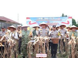 Polda Riau Panen 117,3 Ton Jagung, Tegaskan Komitmen Kawal Swasembada Pangan