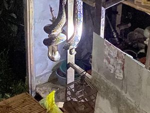 Sanca Jumbo Dibacok Warga Usai Telan Ayam di Kuningan