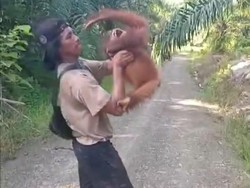Viral Karyawan Sawit Gendong Anak Orang Utan, Lupa Kalau Hewan Dilindungi UU