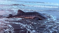 Terdampar di Pantai Pagubugan, Hiu Tutul Jumbo Mati