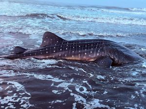 Hiu Tutul Nyaris 1 Ton Mati Usai Terdampar di Pantai Pagubugan Cilacap
