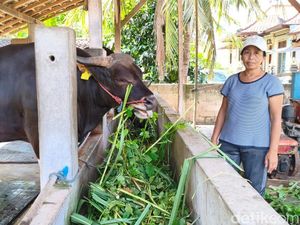 Sapi Kurus Jembrana Disulap Jadi Jumbo 6,8 Kuintal, Dibeli Presiden Rp 72 Juta