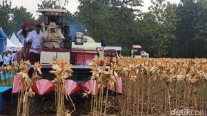 Momen Presiden Prabowo Subianto saat Panen Raya Jagung Serentak di Tuban