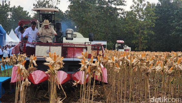 Momen Presiden Prabowo Subianto saat Panen Raya Jagung Serentak di Tuban