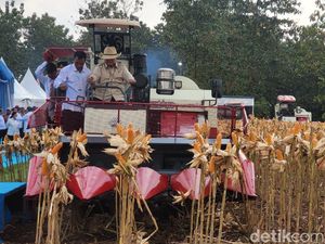 Momen Presiden Prabowo Subianto saat Panen Raya Jagung Serentak di Tuban