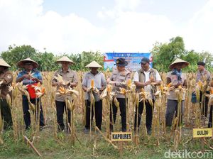 Sinergi Petani dan Polisi Bojonegoro Ikut Panen Raya Jagung via Virtual