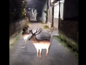 Video Heboh Kawanan Rusa Berkeliaran di Depok, Ini Faktanya