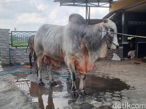 Melihat Mbah Iran, Sapi yang Dibeli Prabowo untuk Kurban di Bantul
