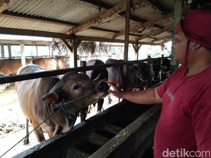 Melihat Sapi Kurban Pilihan Presiden Prabowo yang Dibeli dari Warga Tabanan