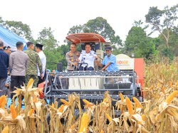 Panen Raya Jagung di OKU Selatan Perkuat Swasembada Pangan Nasional