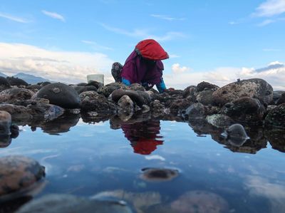 Warga Banyuwangi Berburu Kerang Remis Saat Air Laut Surut
