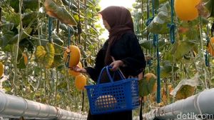Wisata Petik Melon Hidroponik di Probolinggo Jadi Favorit Keluarga