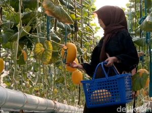 Wisata Petik Melon Hidroponik di Probolinggo Jadi Favorit Keluarga