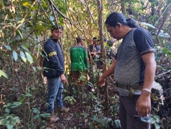 BKSDA Turun Tangan Usai Petani di Musi Rawas Diserang Beruang